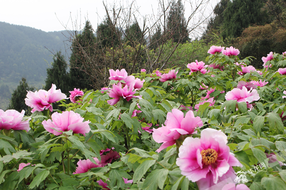 雲遊墊江覓春光花滿園華夏牡丹園等你