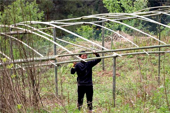 胡兴财正在搭建鸡棚