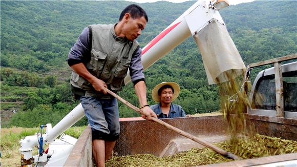 機器收割的油菜籽脫殼乾淨,少有散落.通訊員 陳愛玲 攝