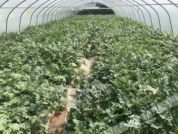 瓜棚里个头硕大的五间西瓜.记者 岳芷亦 摄