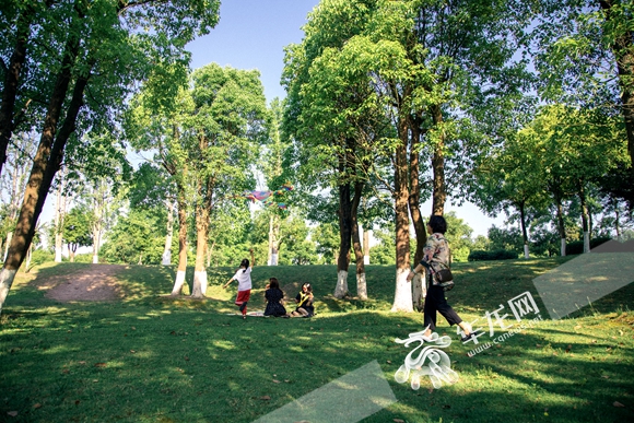 华龙网-新重庆客户端记者 刘岱松 摄蔡家中央森林公园种植大量花卉.