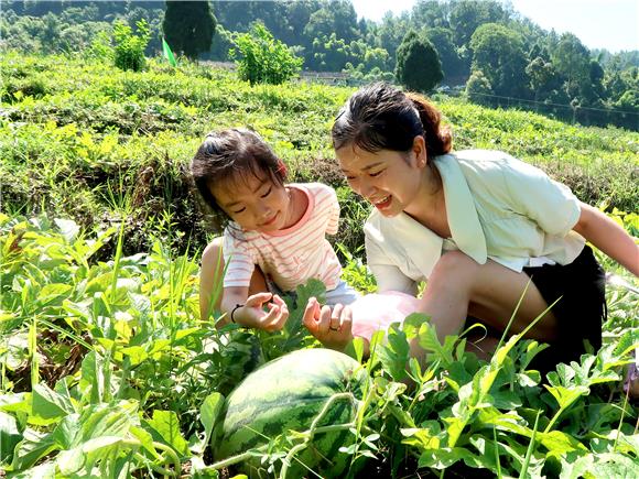 南川:西瓜采摘季启动 瓜农半天卖出15吨西瓜-新重庆客户端