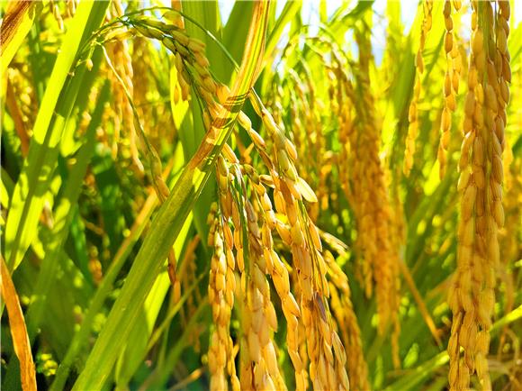 城口:农耕大米迎丰收 生态种植出好米