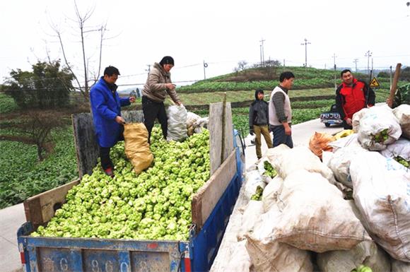 持续保持良好发展态势 "以前,榨菜的初加工采取风脱水方式,企业收购的