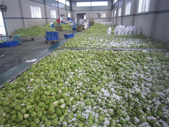 对青菜头进行盐脱水初加工.通讯员 李达元 摄