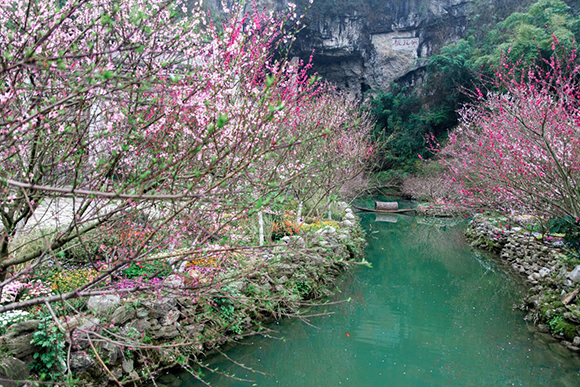 春三月酉阳桃花花芽萌动桃花源处处皆美景