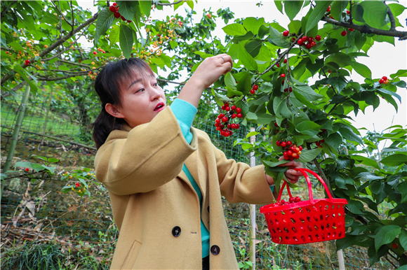 璧山区第六届云雾山樱桃采摘节启幕 万亩"恩桃儿"等你来摘-新重庆客户