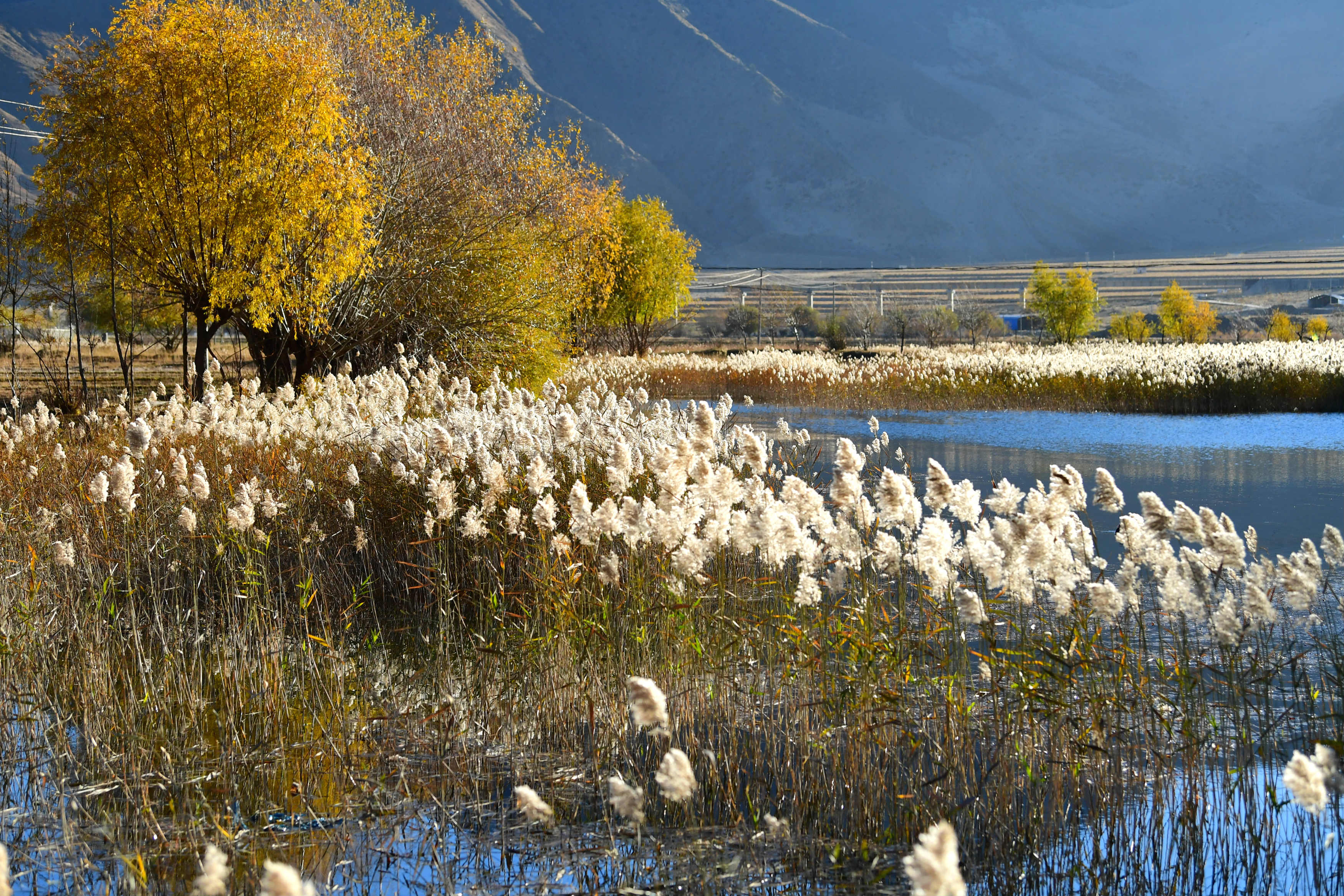 在西藏拉萨曲水县才纳乡的一处湿地,芦花在阳光的照耀下,随风摇摆(11