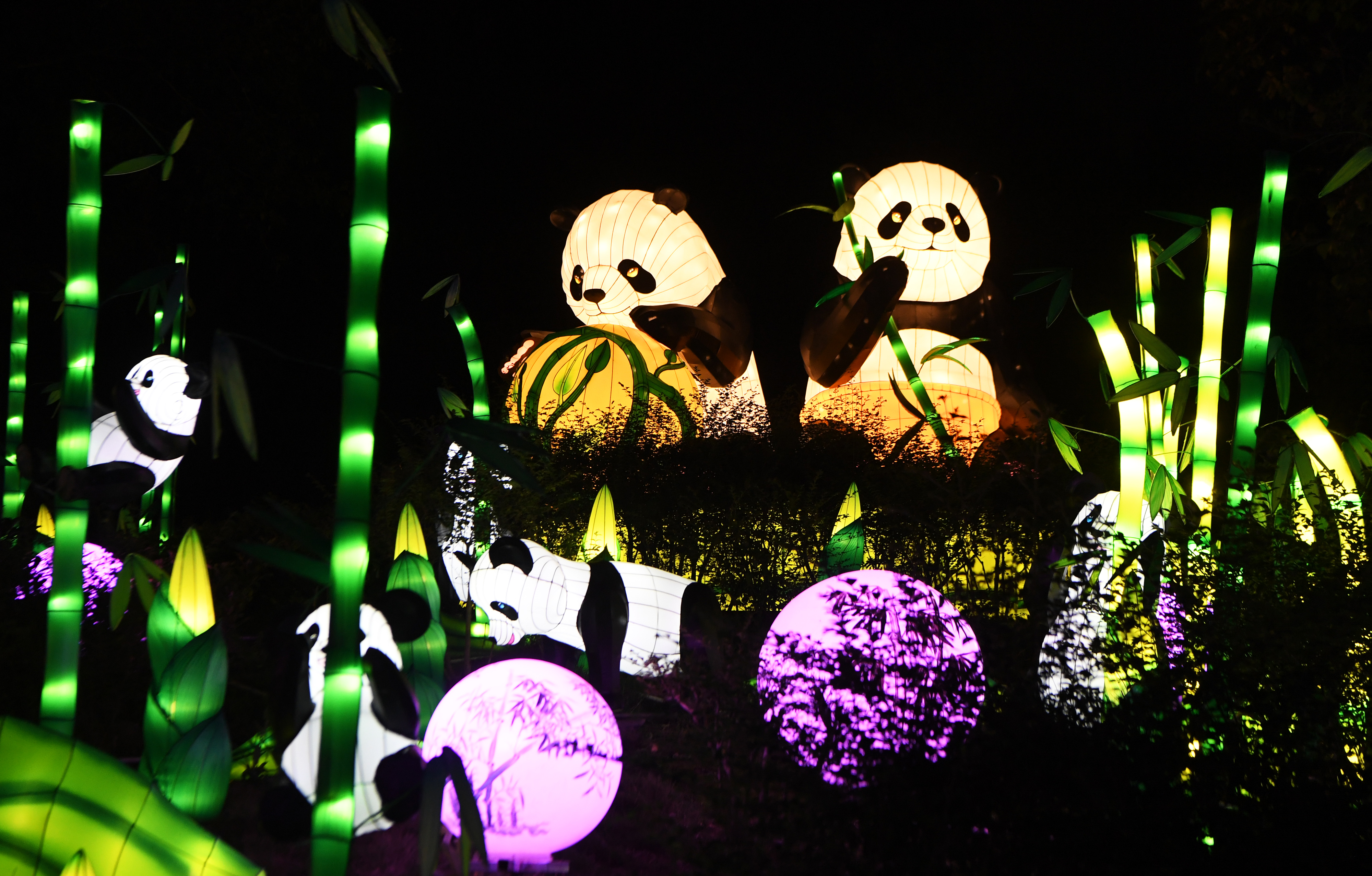 熊猫灯 新华社记者 王全超 摄